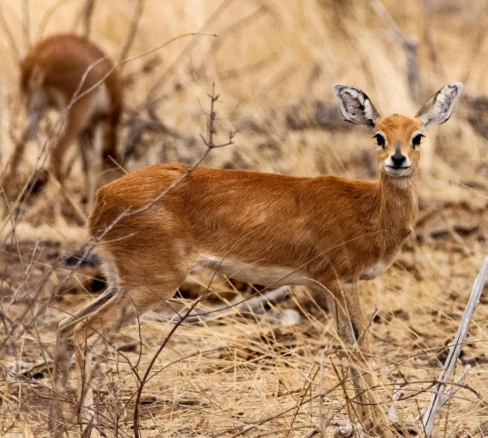 Grietjie Game Reserve Muweti Bush Lodge المظهر الخارجي الصورة