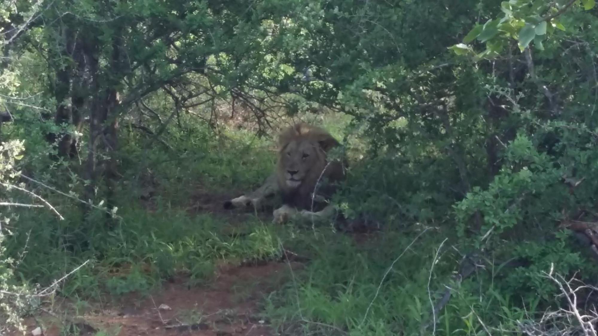 Grietjie Game Reserve Muweti Bush Lodge المظهر الخارجي الصورة