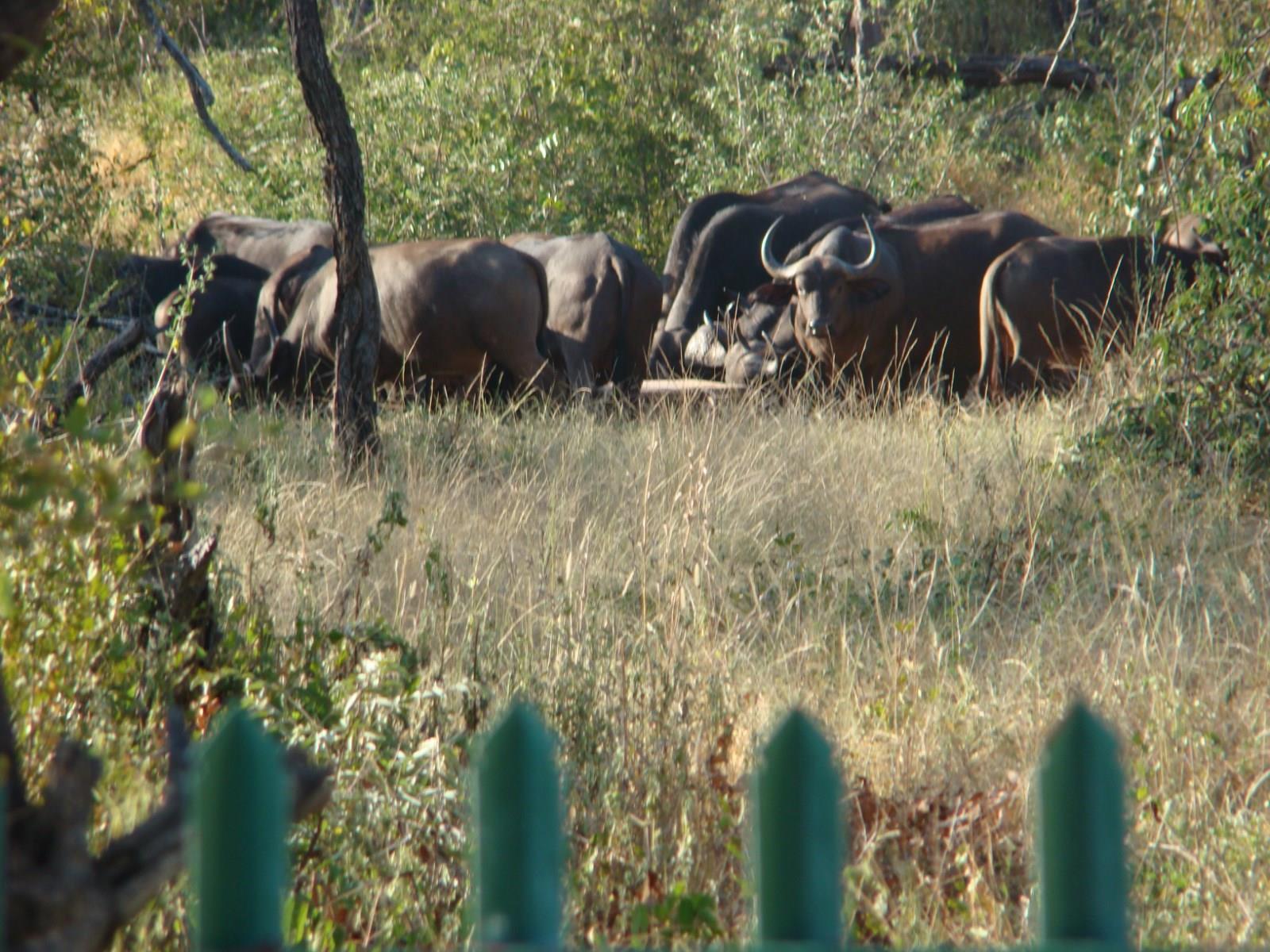 Grietjie Game Reserve Muweti Bush Lodge المظهر الخارجي الصورة