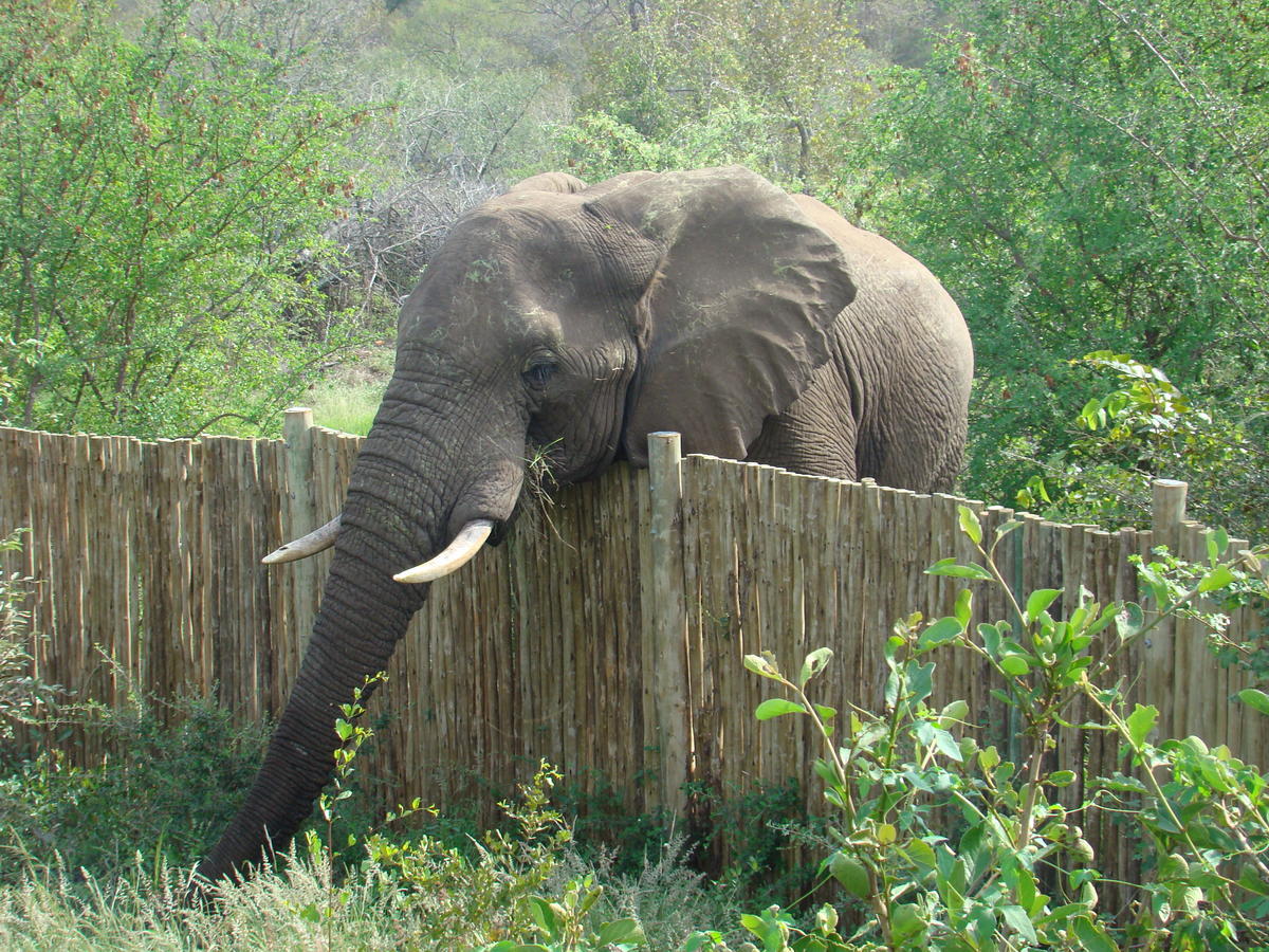 Grietjie Game Reserve Muweti Bush Lodge المظهر الخارجي الصورة