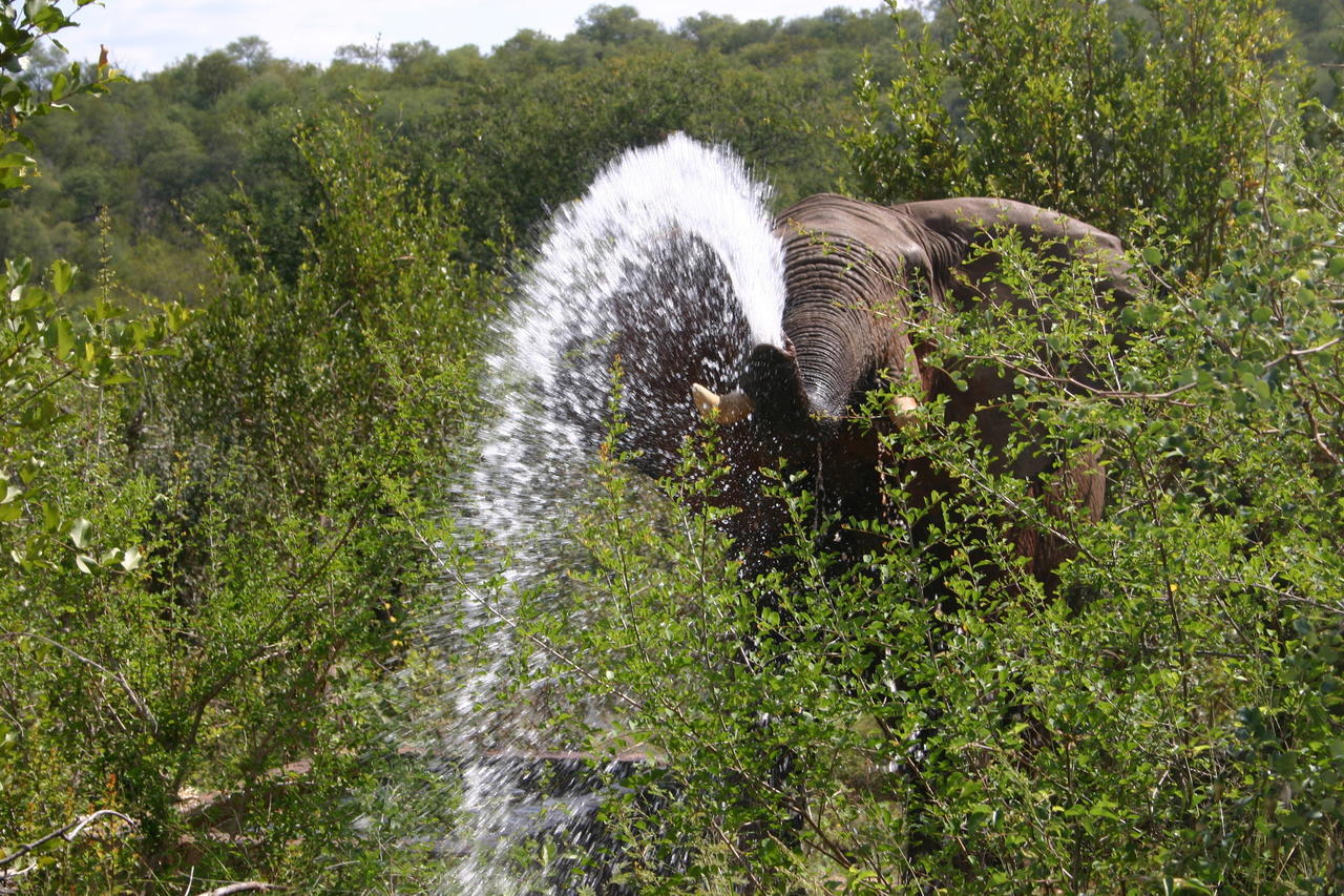 Grietjie Game Reserve Muweti Bush Lodge المظهر الخارجي الصورة