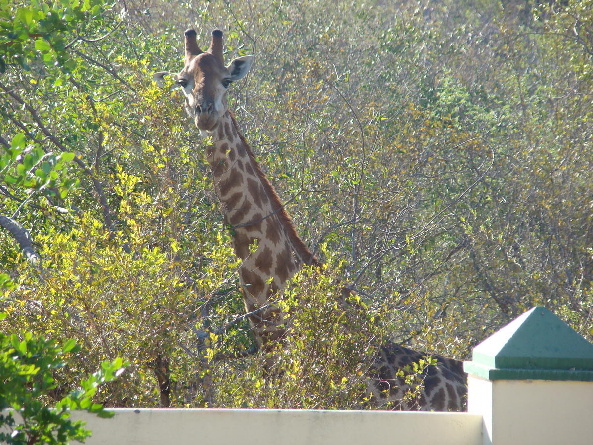 Grietjie Game Reserve Muweti Bush Lodge المظهر الخارجي الصورة