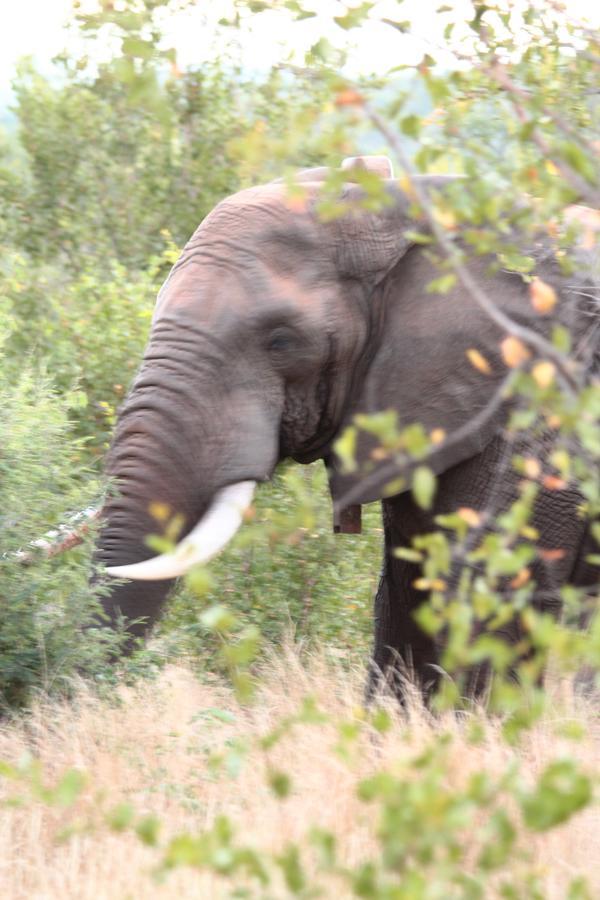 Grietjie Game Reserve Muweti Bush Lodge المظهر الخارجي الصورة