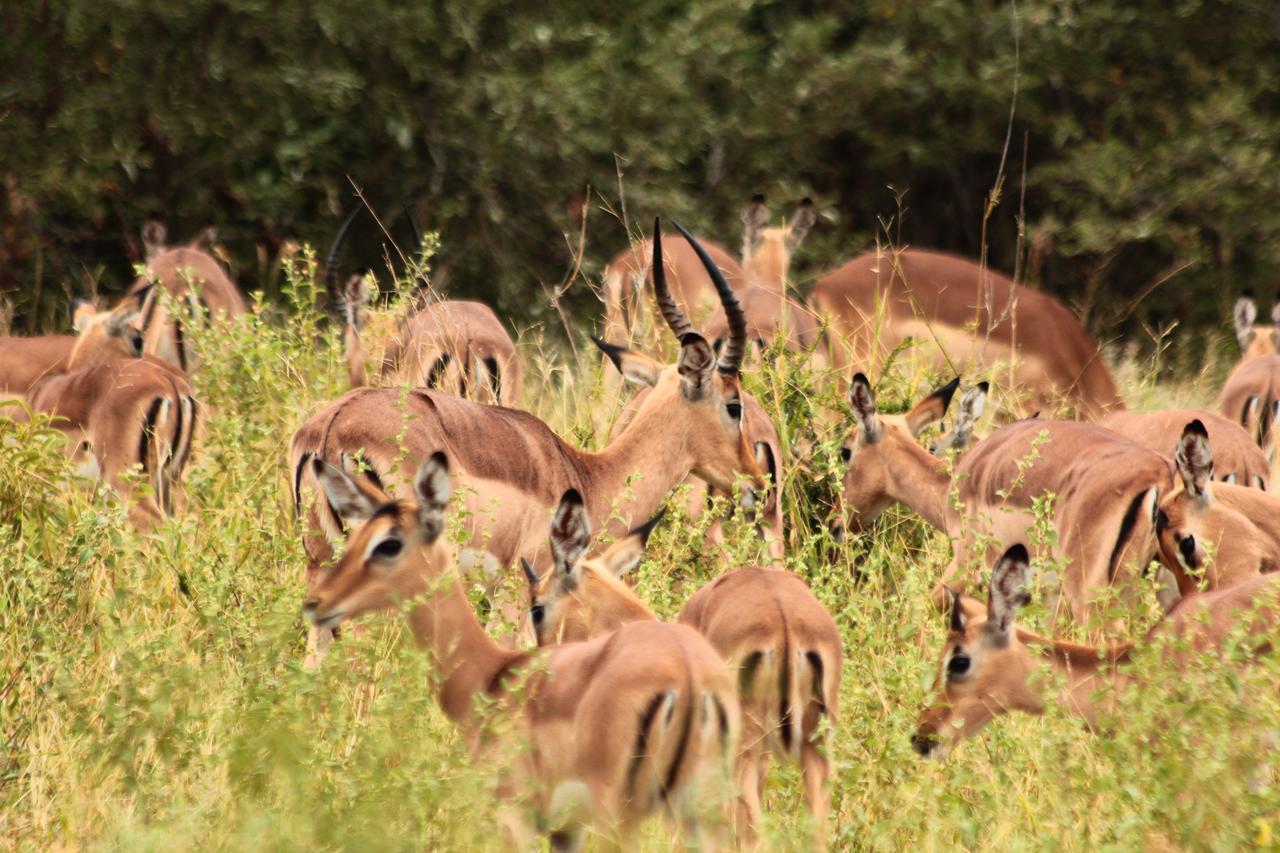 Grietjie Game Reserve Muweti Bush Lodge المظهر الخارجي الصورة