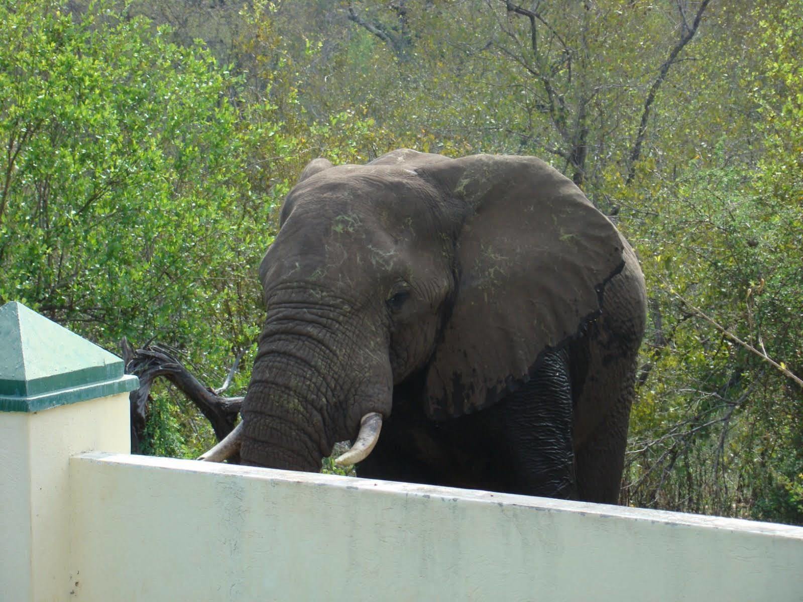 Grietjie Game Reserve Muweti Bush Lodge المظهر الخارجي الصورة